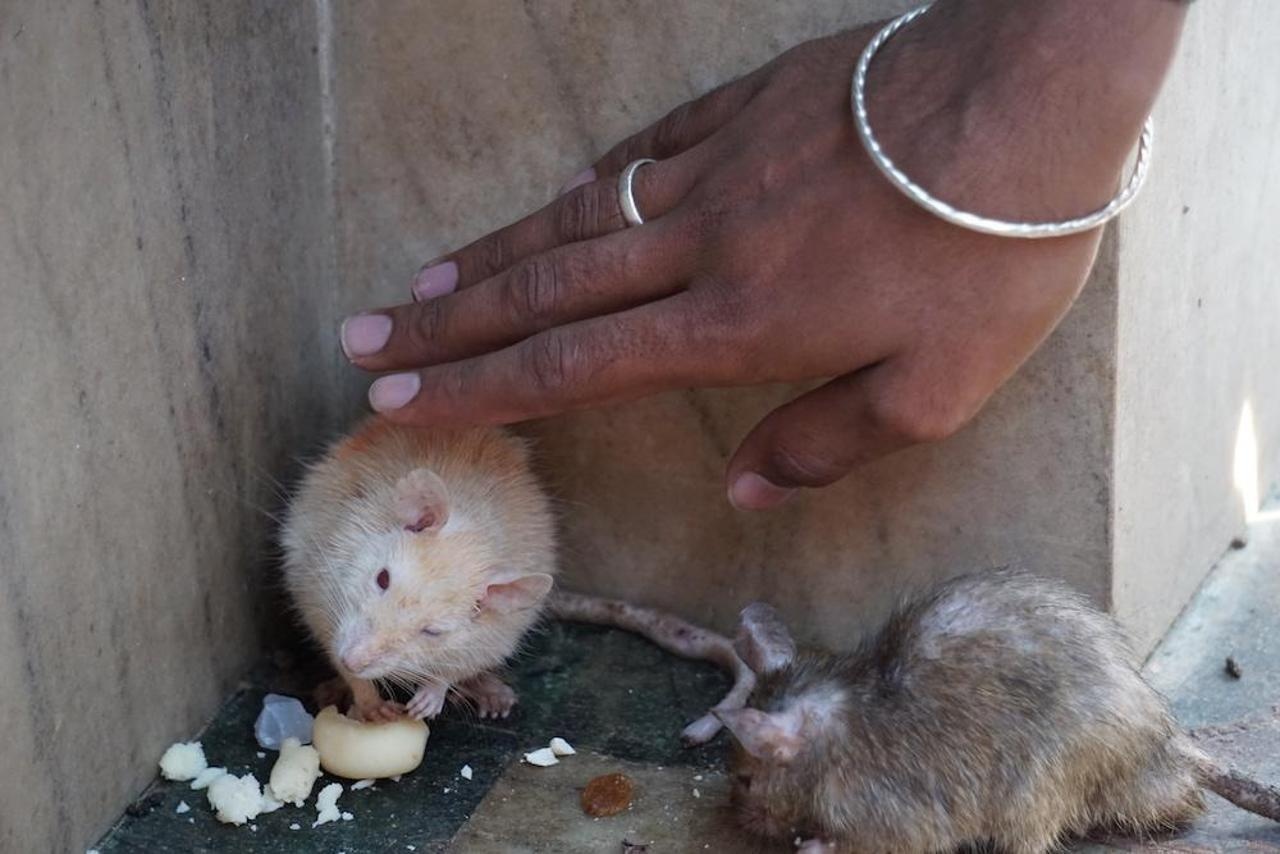 Den tho chuot o An Do anh 23