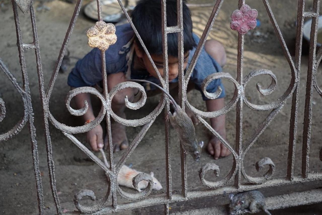 Den tho chuot o An Do anh 24