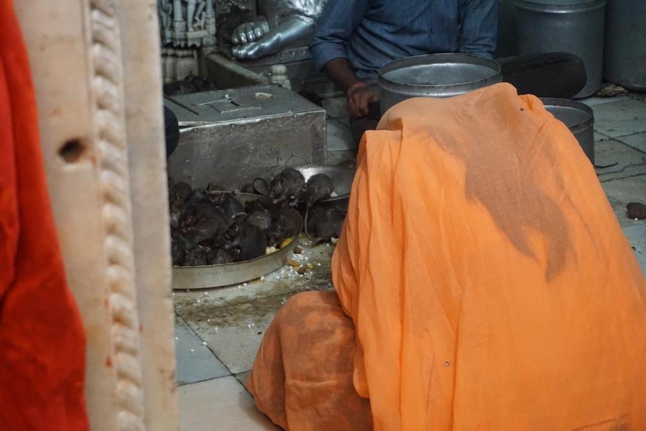 Den tho chuot o An Do anh 13