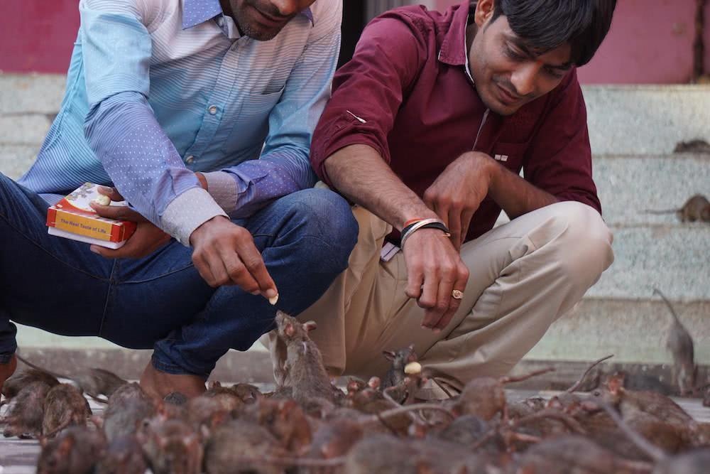 Den tho chuot o An Do anh 14