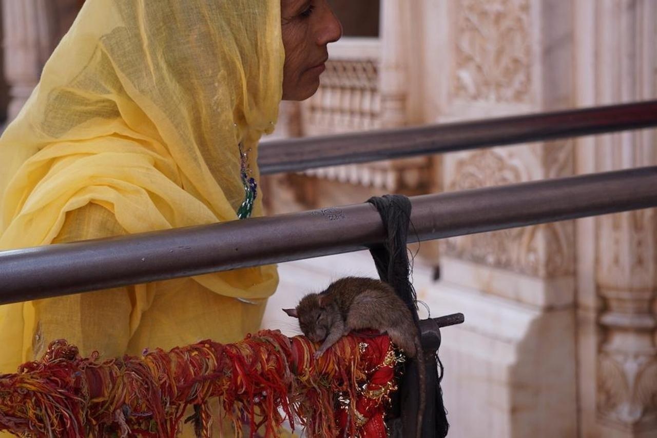 Den tho chuot o An Do anh 15