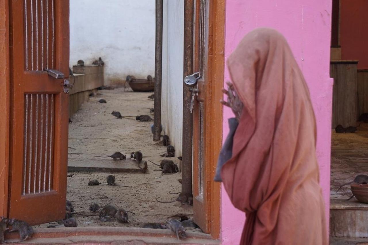 Den tho chuot o An Do anh 16