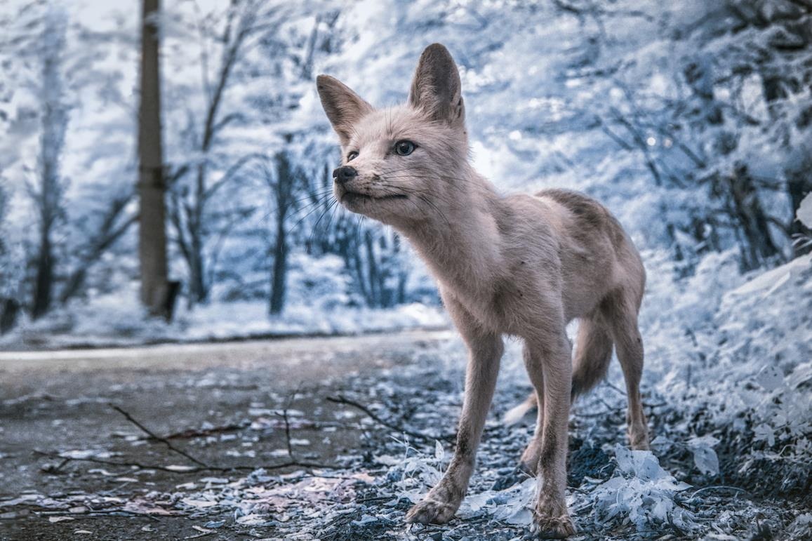 Vung dat chet Chernobyl hoa xu than tien qua ong kinh nhiep anh gia hinh anh