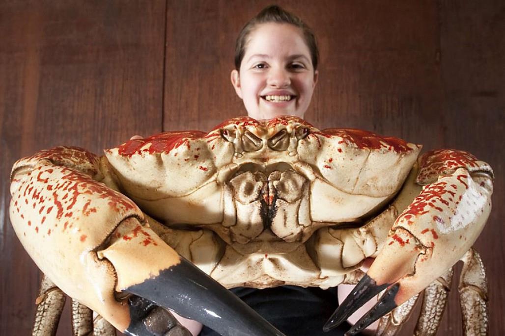 Loai cua khong lo co gia 180 USD/kg ten la gi? hinh anh