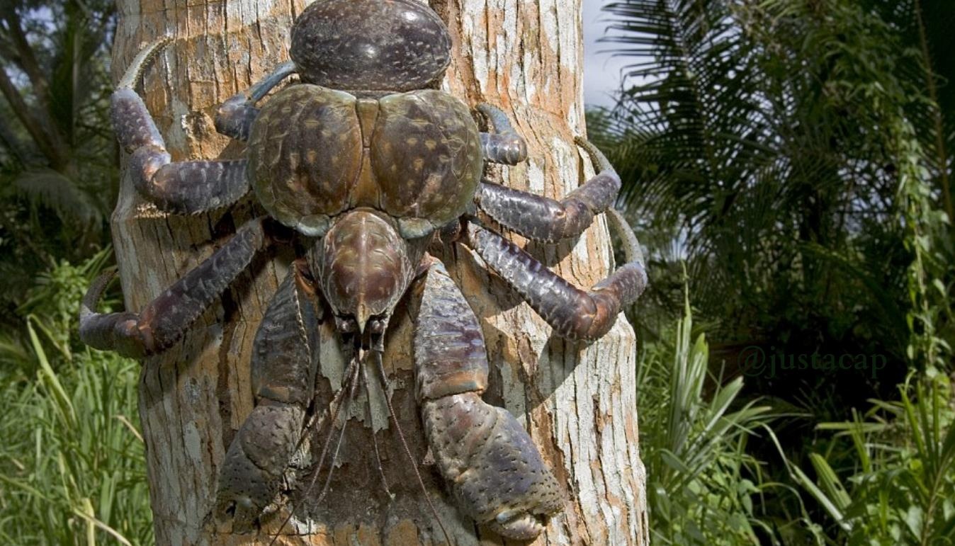 dac san cua Australia anh 5