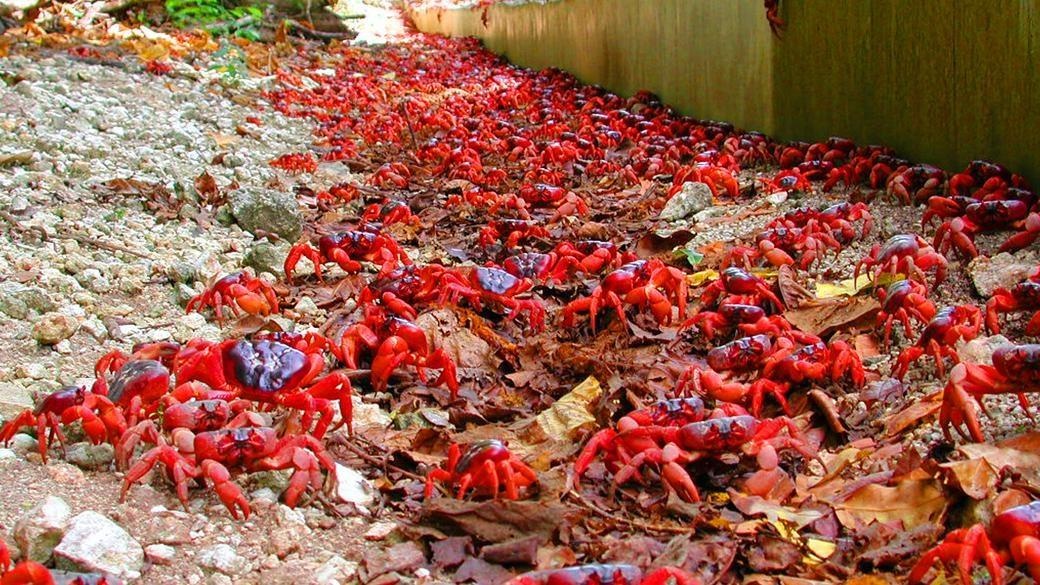 dac san cua Australia anh 6