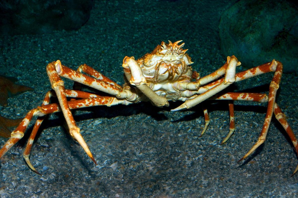 dac san cua Australia anh 4