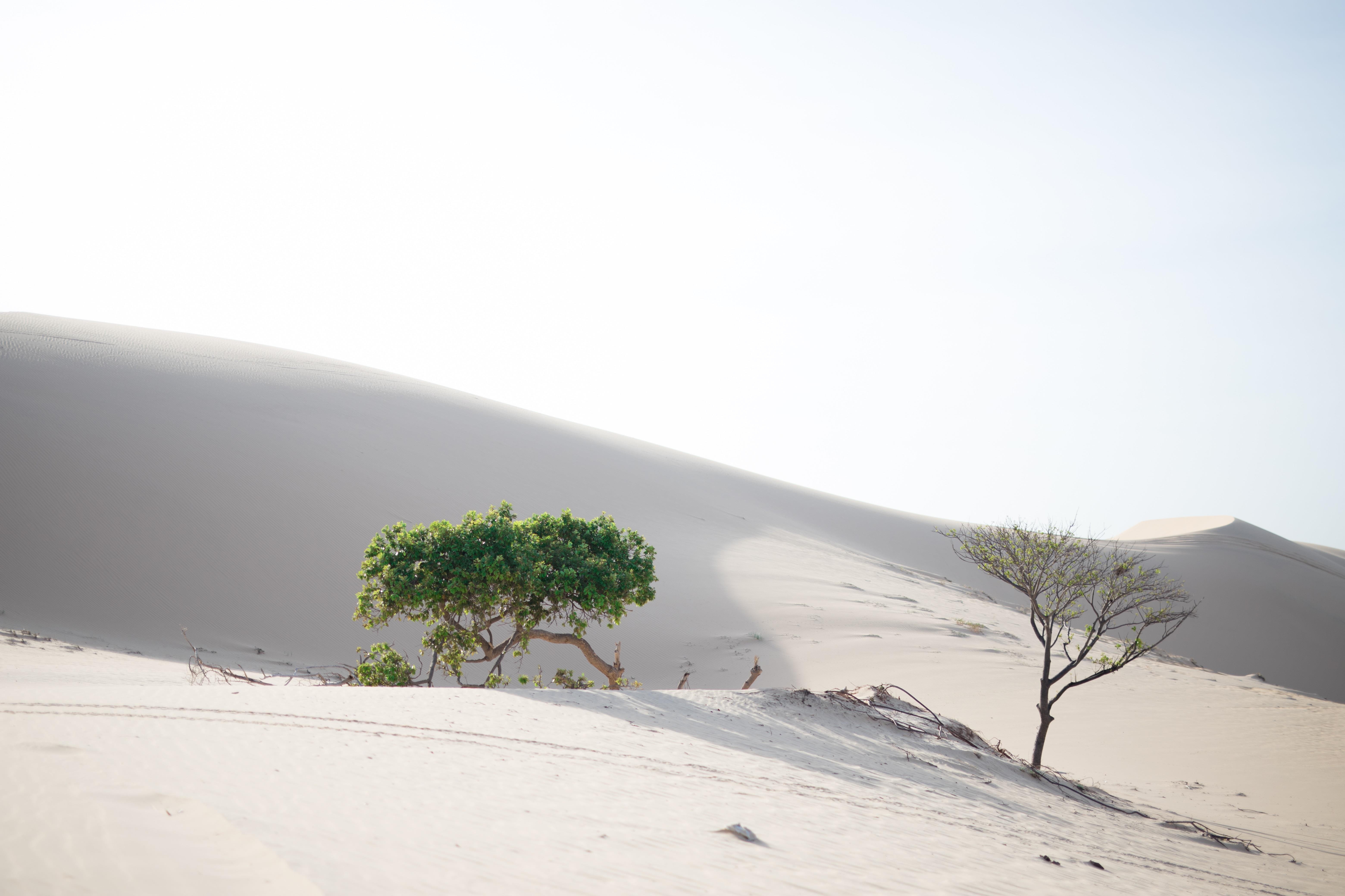 tieu Sahara o Binh Thuan anh 7