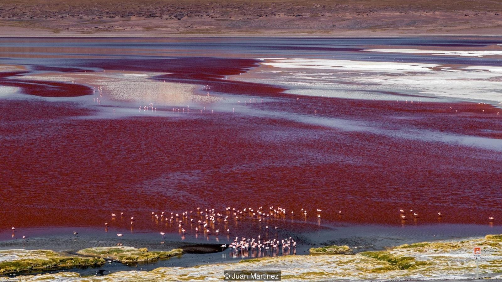 canh dong muoi anh 7