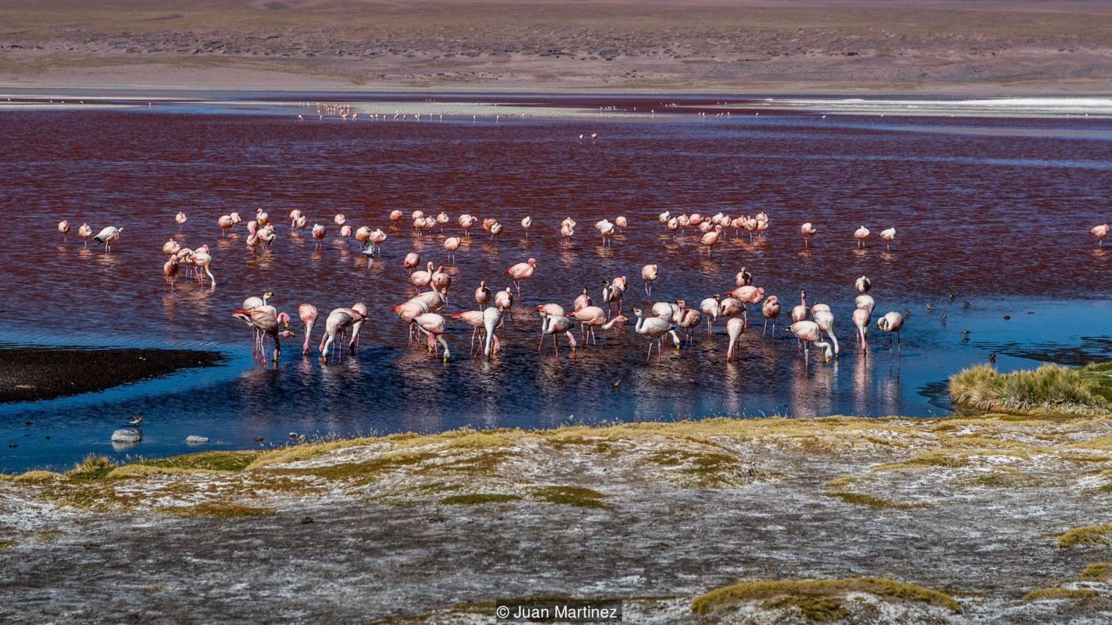 canh dong muoi anh 8