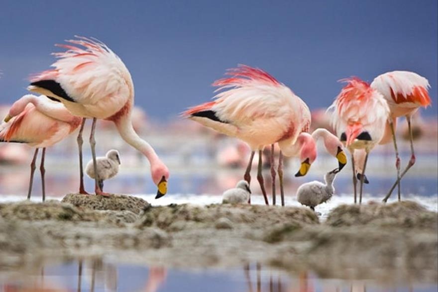 Canh sieu thuc quanh canh dong muoi lon nhat the gioi hinh anh