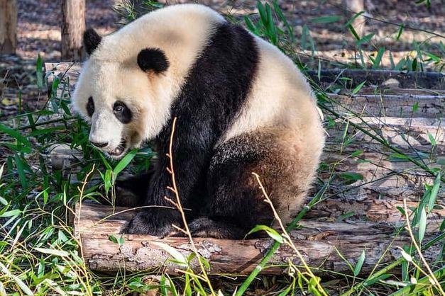 Du khach nem da gau truc Bac Kinh khien cong dong mang phan no hinh anh