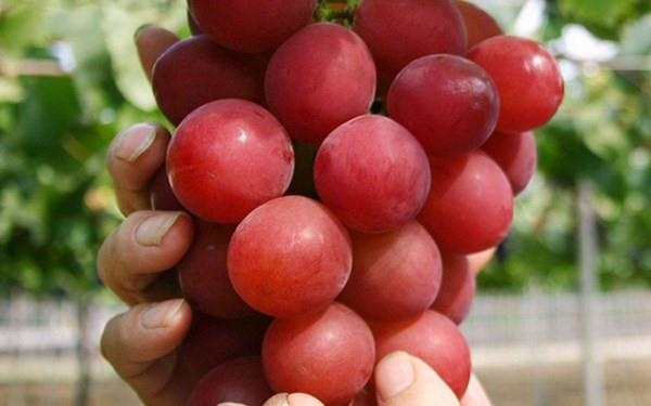 Gan 2.000 USD/kg, loai nho do cao cap cua Nhat co gi dac biet? hinh anh
