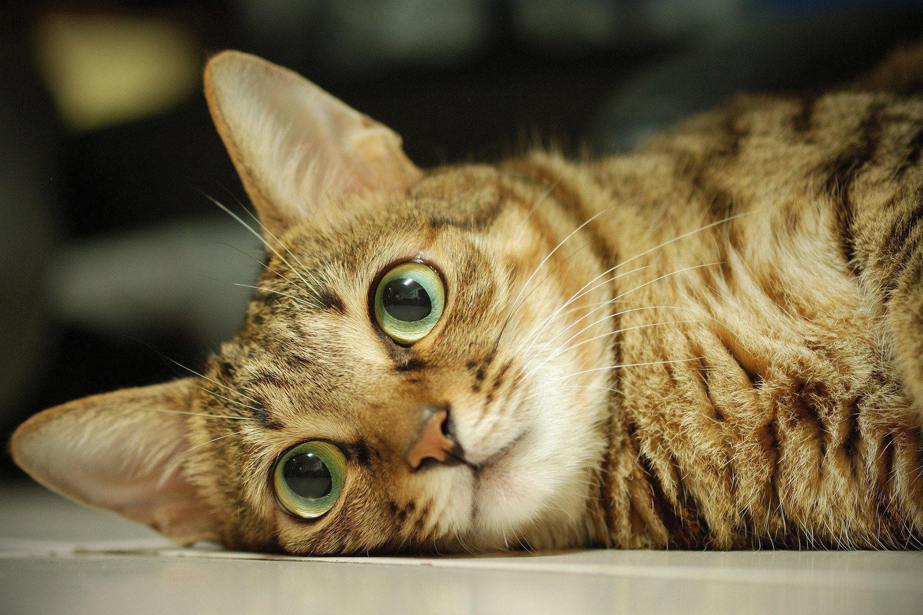 The gioi se ra sao neu loai meo bien mat hinh anh