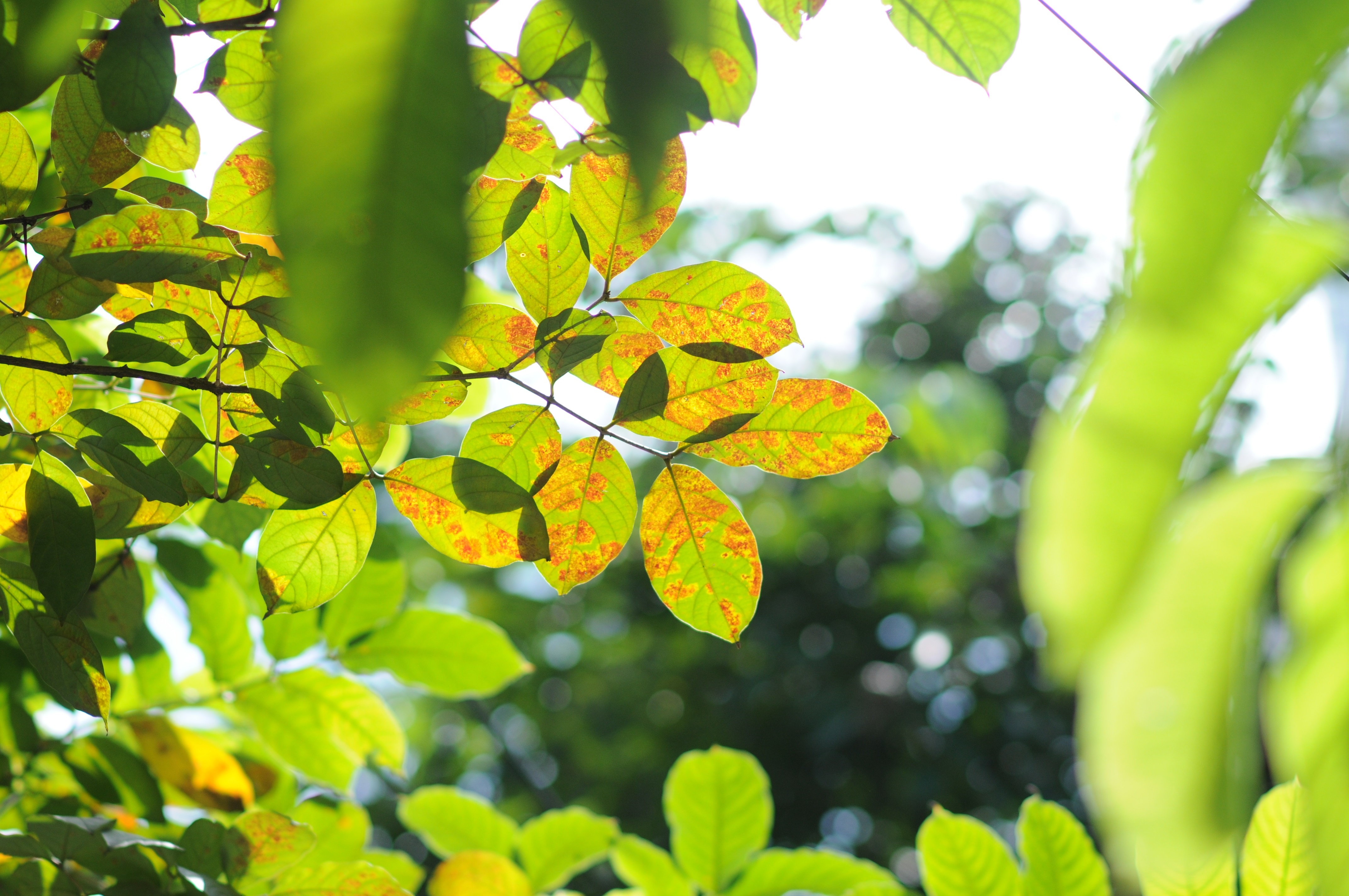 Ha Noi mua thu anh 10