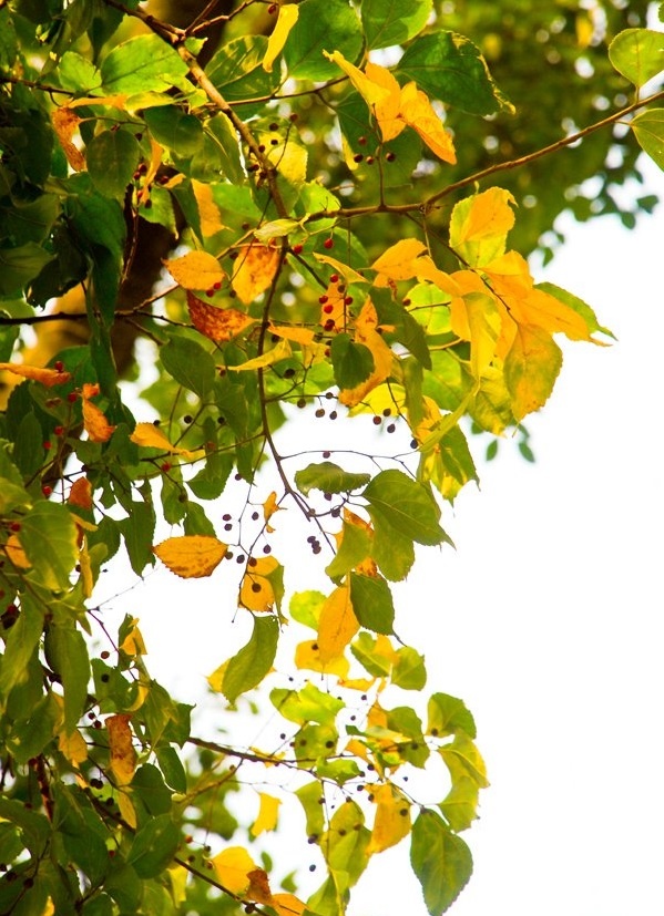 Ha Noi mua thu anh 7