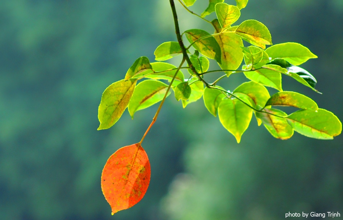 Ha Noi mua thu anh 9