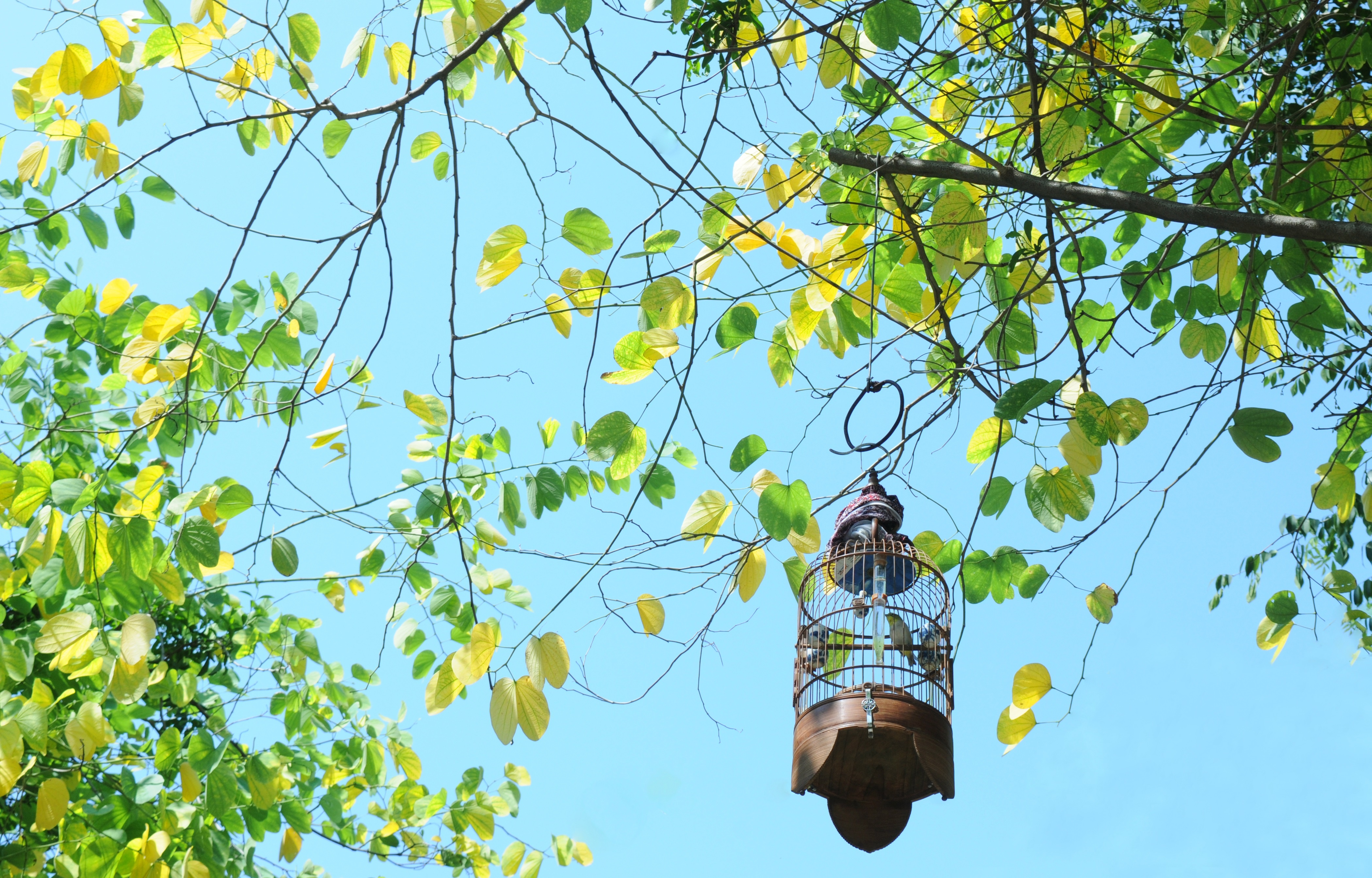 Canh sac Ha Noi trong veo, mo mang khi vao thu hinh anh