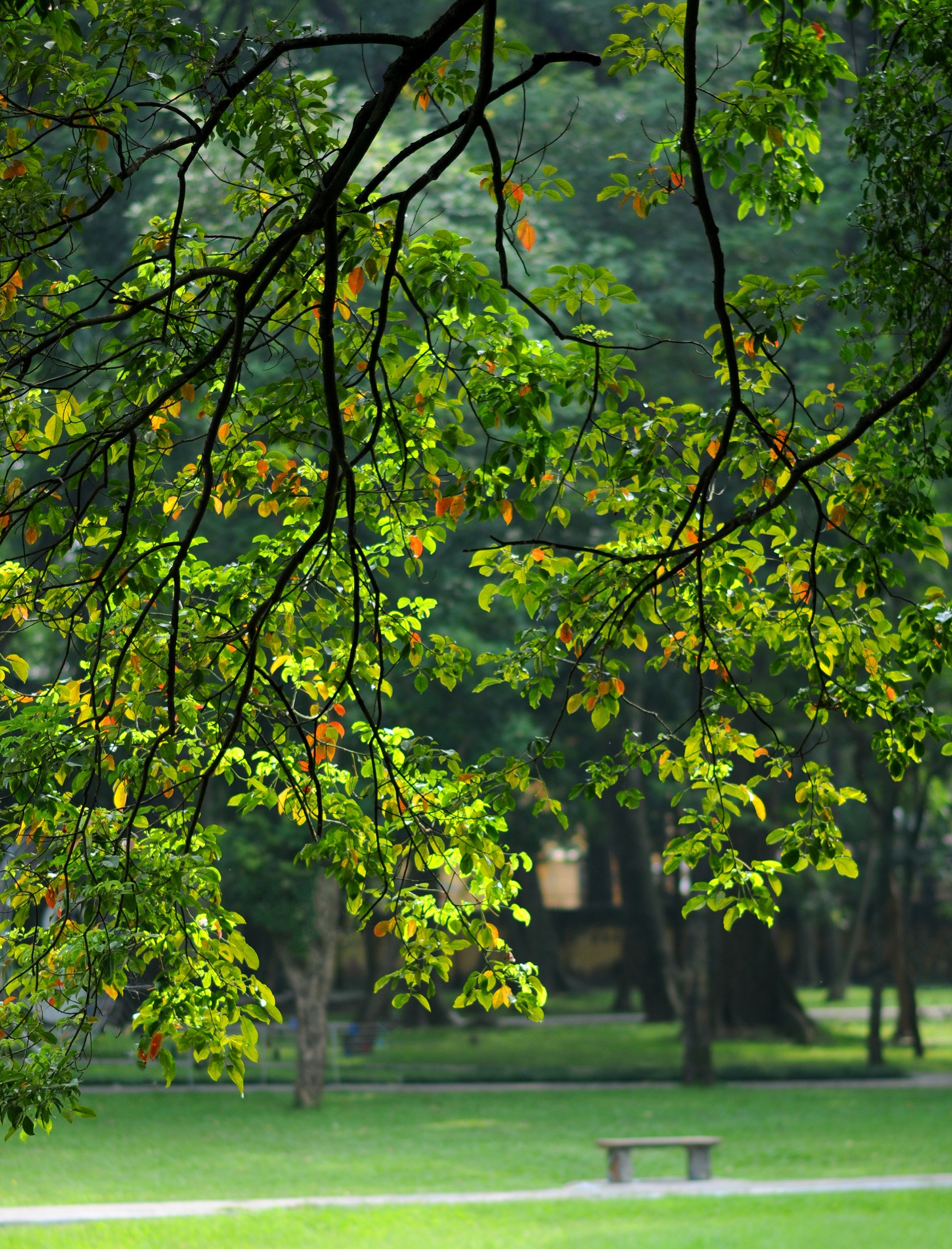 Ha Noi mua thu anh 6