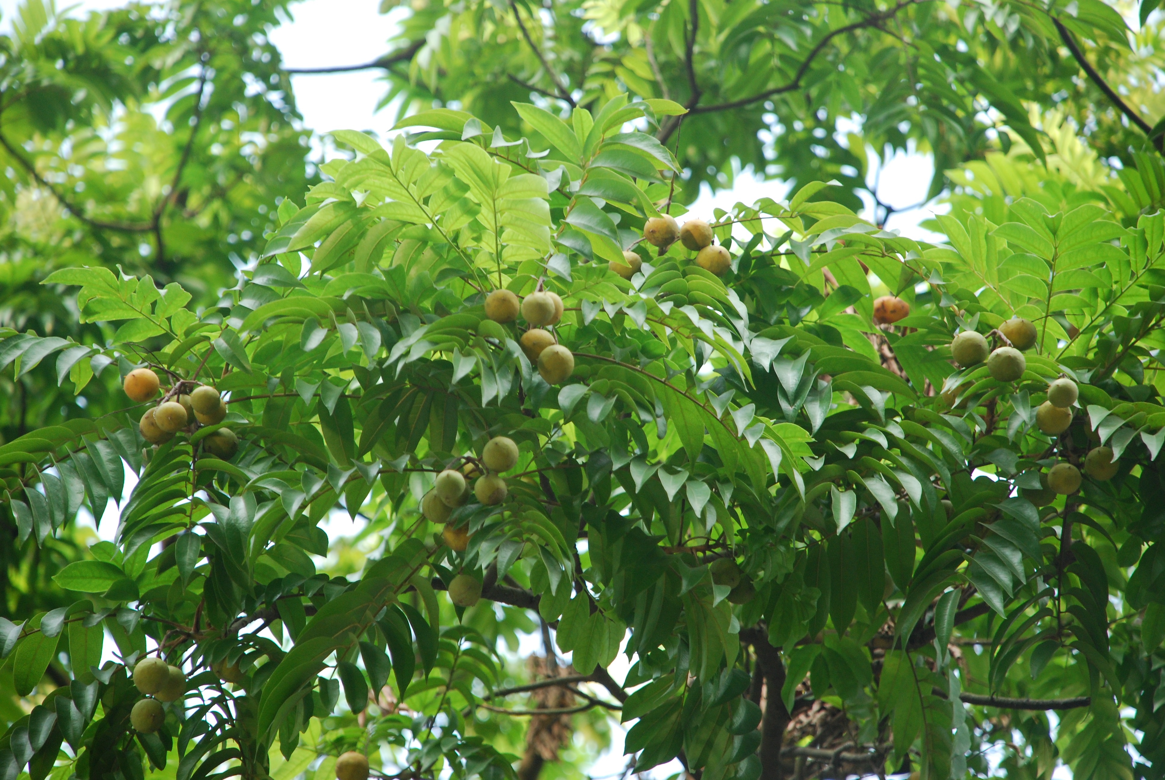 Ha Noi mua thu anh 14