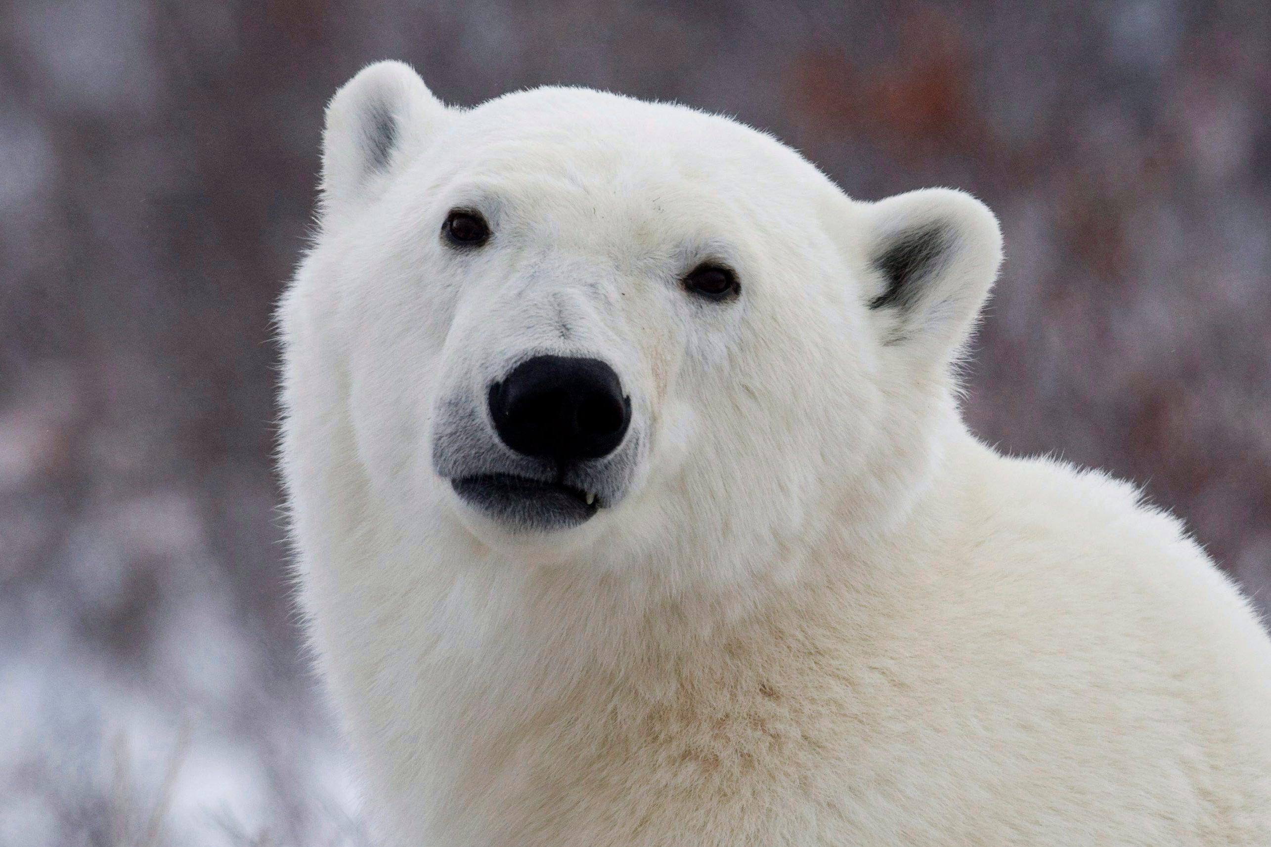 Ly do con nguoi khong the song o Bac Cuc hinh anh