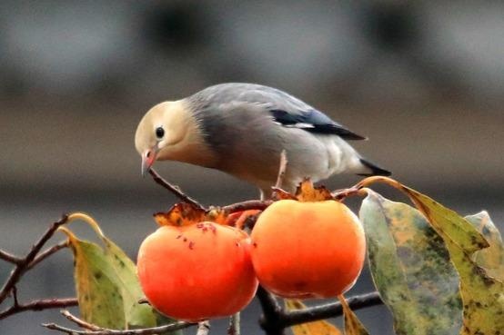 Mua hong vang triu qua o Trung Quoc hinh anh
