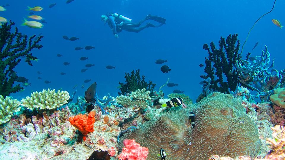 Maldives ảnh 6 Maldives anh 6