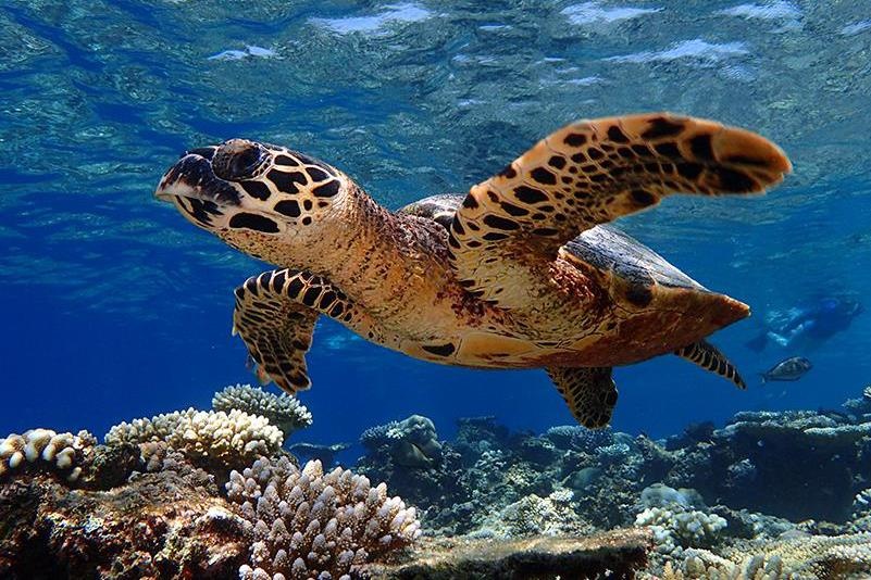 Thien duong duoi long dai duong o Maldives hinh anh