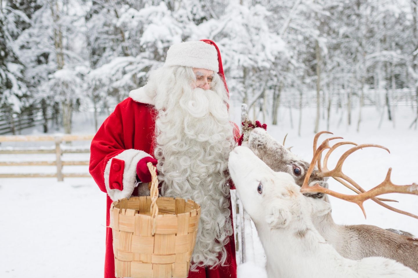 cây thông Noel ảnh 7 cay thong Noel anh 7