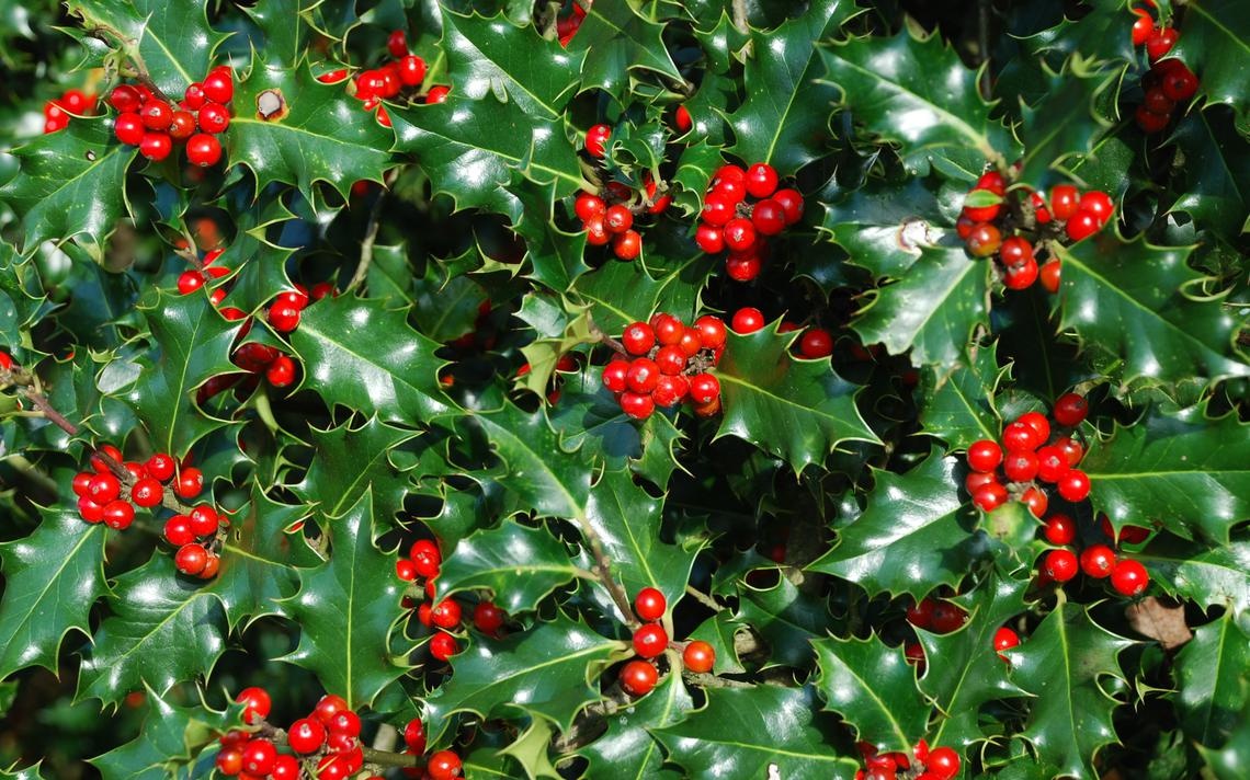 cây thông Noel ảnh 3 cay thong Noel anh 3