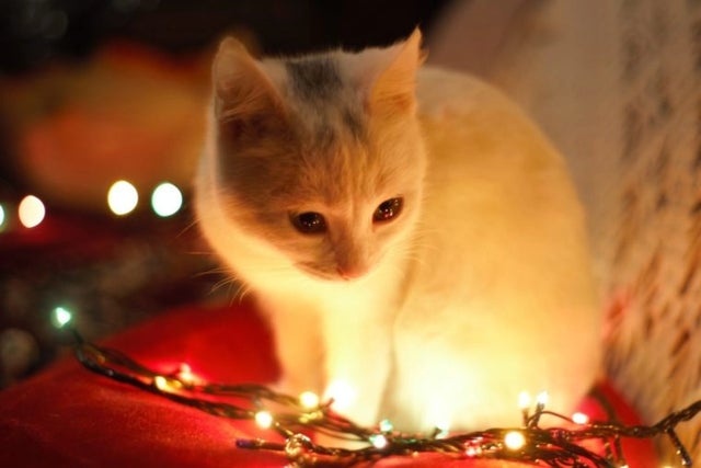 cây thông Noel ảnh 6 cay thong Noel anh 6