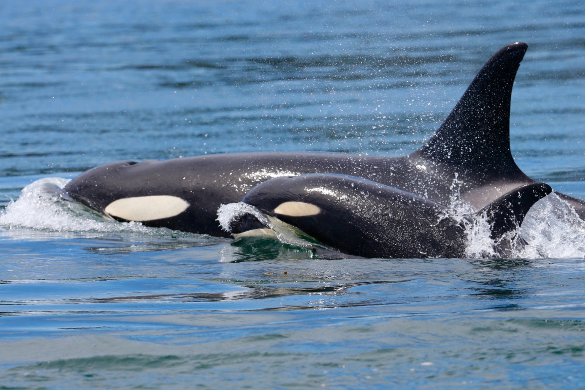 Boi cung hung than bien ca o Na Uy hinh anh