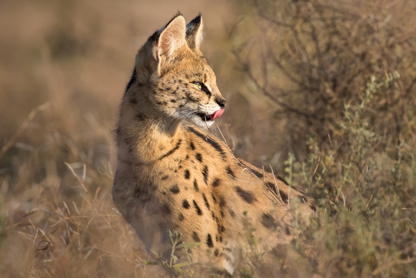 Linh mieu dong co - huou cao co trong ho nha meo hinh anh