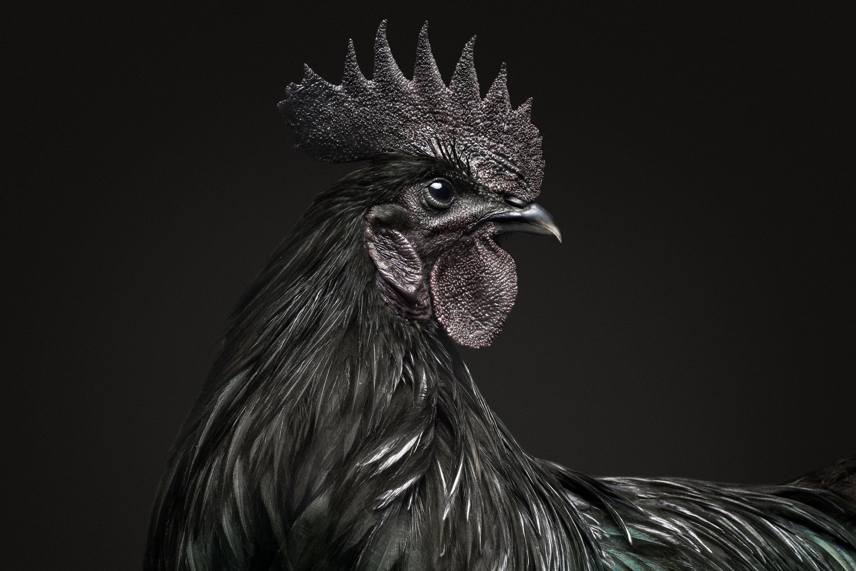 Giong ga den co gia 1.400 USD/con o Indonesia hinh anh