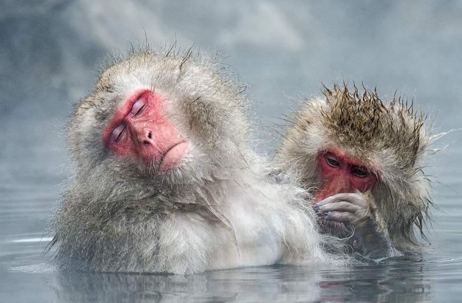 Khi tuyet Nhat tam suoi nuoc nong de giam cang thang hinh anh