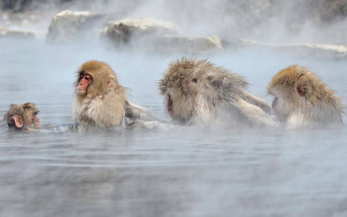 khỉ tắm suối nước nóng Nhật Bản ảnh 3 khi tam suoi nuoc nong Nhat Ban anh 3