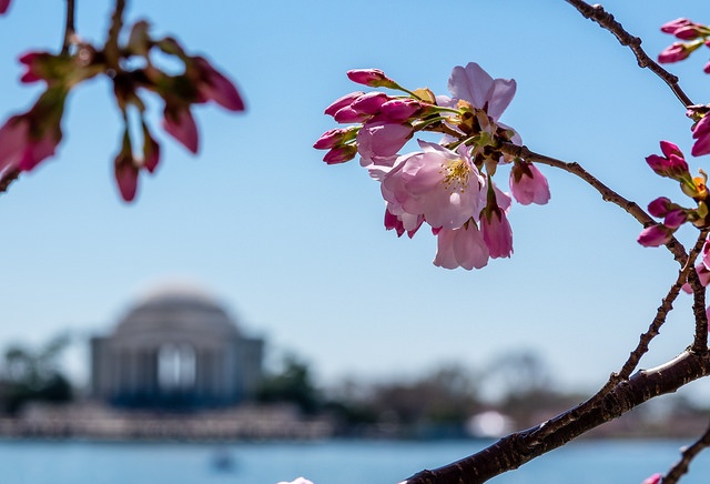 Hoa anh dao no tai Washington D.C anh 5