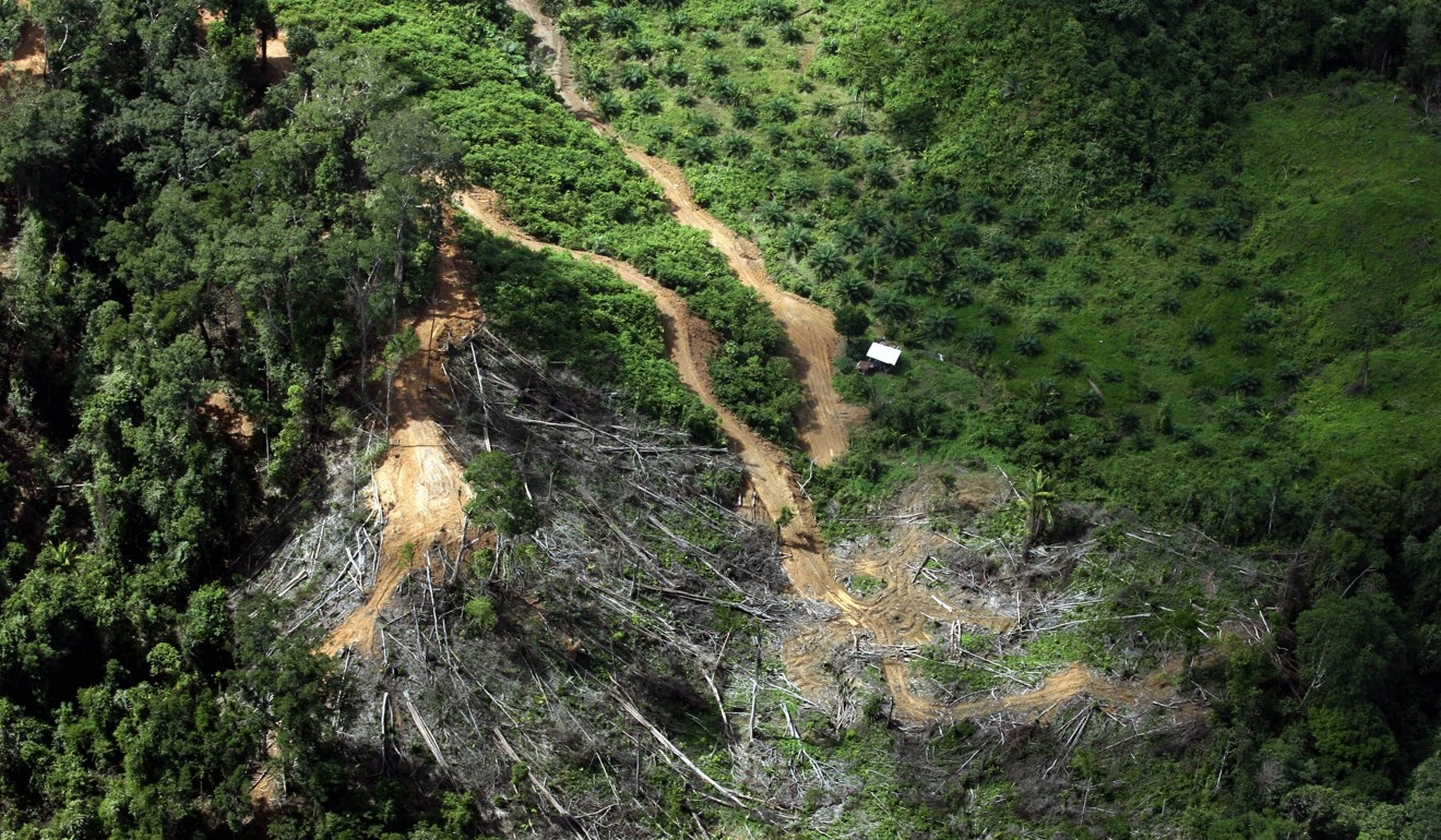 Thế vận hội 2020 phá hủy rừng Đông Nam Á ảnh 3 The van hoi 2020 pha huy rung Dong Nam A anh 3