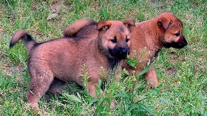 quà tặng tại hội nghị liên Triều ảnh 1 qua tang tai hoi nghi lien Trieu anh 1