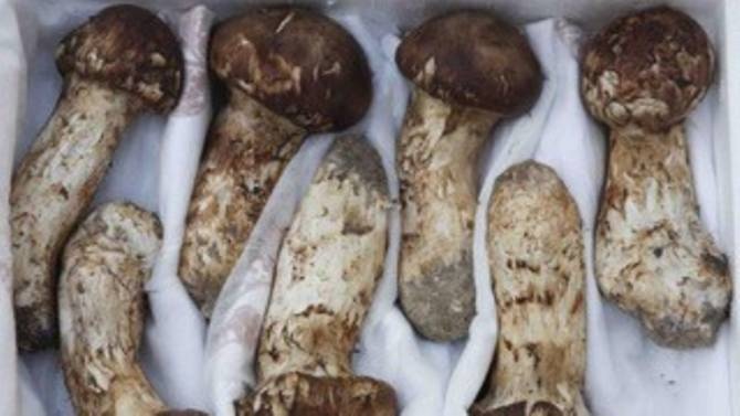 quà tặng tại hội nghị liên Triều ảnh 3 qua tang tai hoi nghi lien Trieu anh 3