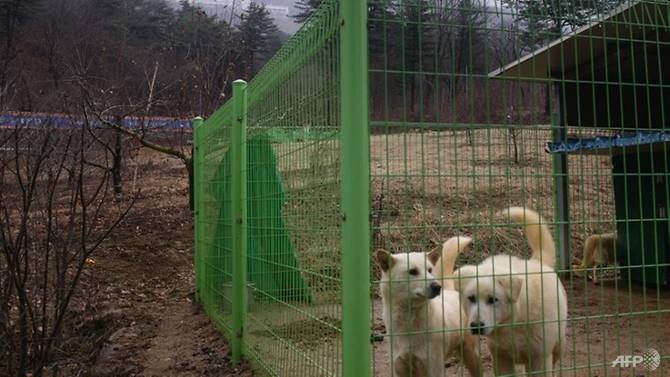 quà tặng tại hội nghị liên Triều ảnh 2 qua tang tai hoi nghi lien Trieu anh 2