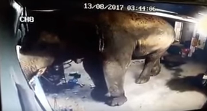 Voi 'dot nhap' kho chua sau rieng tai Thai Lan hinh anh