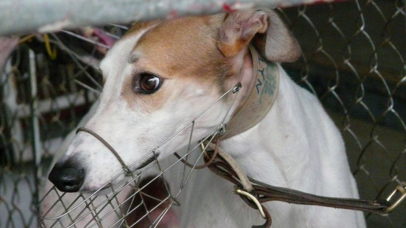 Chien dich toan cau giai cuu 650 con cho truoc nguy co bi ban lay mau hinh anh