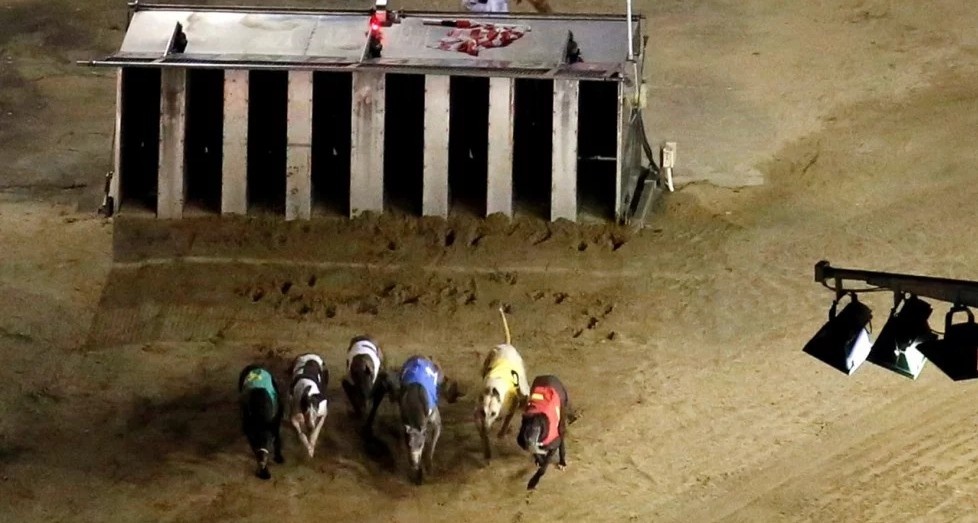 chó đua Macau ảnh 1 cho dua Macau anh 1