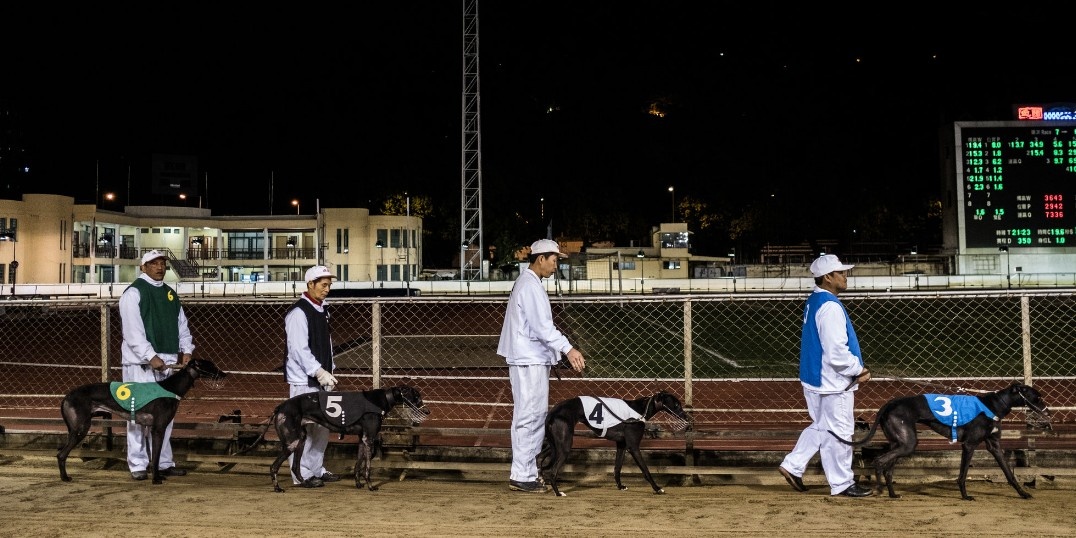 chó đua Macau ảnh 2 cho dua Macau anh 2