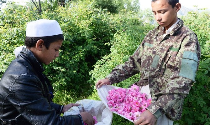 nông dân Afghanistan trồng anh túc chuyển sang hoa hồng ảnh 2 nong dan Afghanistan trong anh tuc chuyen sang hoa hong anh 2