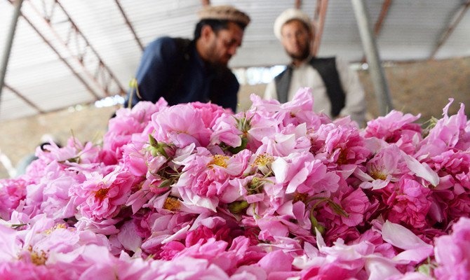 Trong hoa hong thay anh tuc, nong dan Afghanistan tan huong thanh cong hinh anh