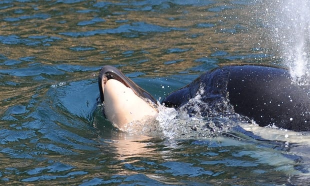 Ca voi me mang xac con boi qua dai duong: Loi canh bao toi con nguoi hinh anh