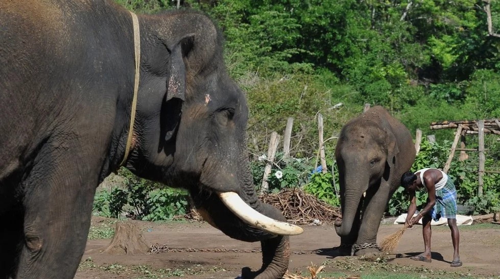 nguoi va voi gianh dat song tai An Do anh 3