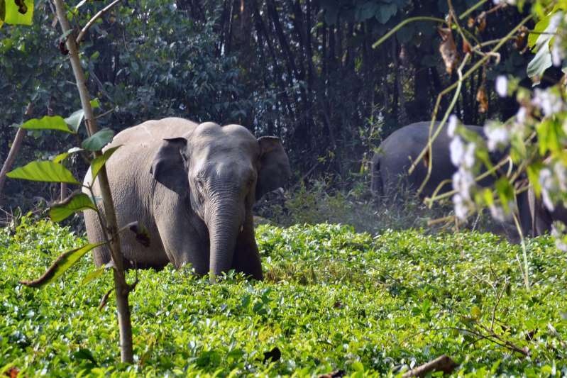 nguoi va voi gianh dat song tai An Do anh 10